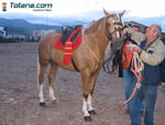 Foto Caballos 9