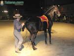 Foto Caballos 20