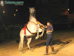 Foto Caballos 22