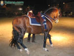 Foto Caballos 26