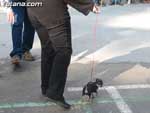 Concurso Canino - 3