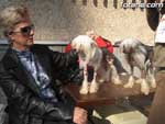 Concurso Canino - 5