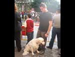 Concurso Canino - 7