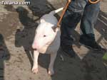 Concurso Canino - 10