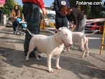 Concurso Canino - 12