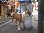Concurso Canino - 13