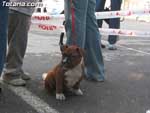 Concurso Canino - 14
