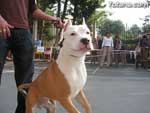 Concurso Canino - 19