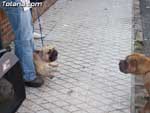Concurso Canino - 27