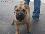 Concurso Canino - 29