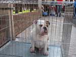 Concurso Canino - 30
