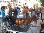 Concurso Canino - 31