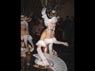 Carnaval Victor Cano 34