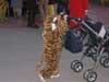 Foto Carnaval - 62