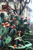 Bel�n de la Venta de los Pinos