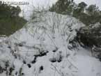 Nieve sierraespu�a 7