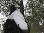 Nieve sierraespu�a 13