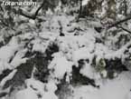 Nieve sierraespu�a 14
