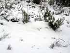 Nieve sierraespu�a 20