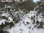 Nieve sierraespu�a 23