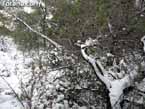 Nieve sierraespu�a 25