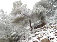 Nieve Sierra Espu�a 14