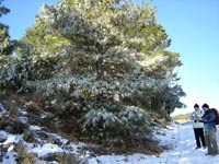 Foto Nieve 8