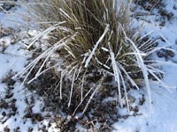 Foto Nieve 18