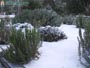 Foto Nieve 26