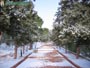 Foto Nieve 30