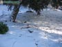 Foto Nieve 38