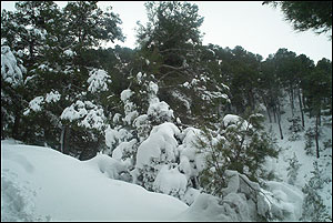 Foto Nieve 17