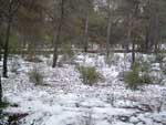 Fotos de la Nieve 8