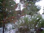 Fotos de la Nieve 17