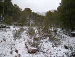 Fotos de la Nieve 23