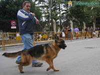 Concurso Perros 2