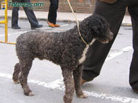 Concurso Perros 4