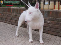 Concurso Perros 7